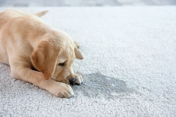 pet causing damage to carpet